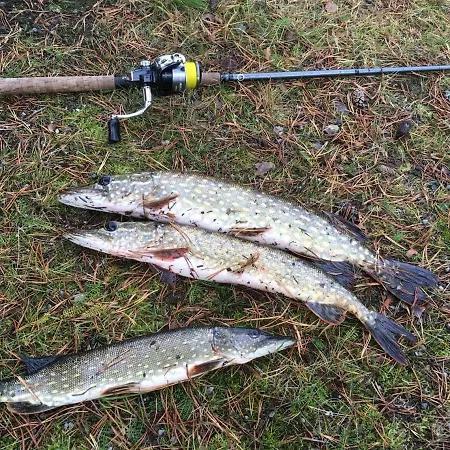 Feriehus Pankkotupa Yrjo Punkaharju