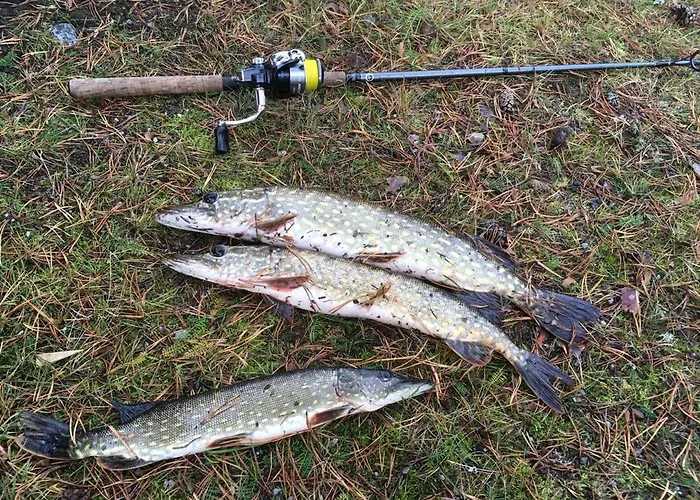 펜션 Pankkotupa Yrjo 푼카하류